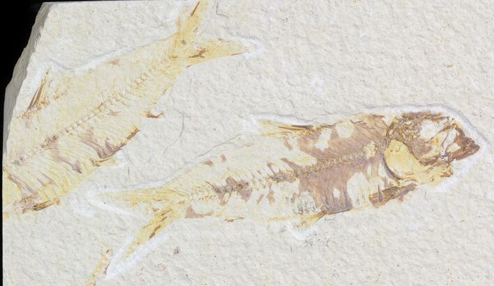 Bargain Knightia Fossil Fish Pair - Wyoming #42340